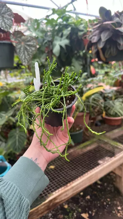 plant/PS-1322 Euphorbia flanaganii-0-thumbnail