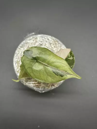 plant/🦄Alocasia Azlanii Pink Albo🦄-2-thumbnail