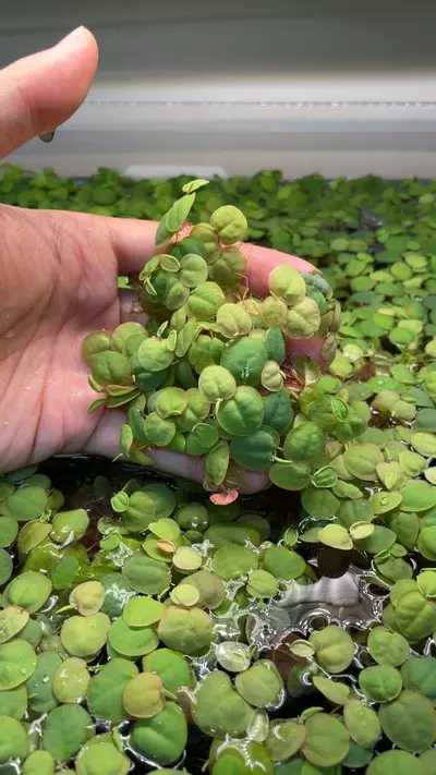 plant/Red Root Floater portion-0-thumbnail