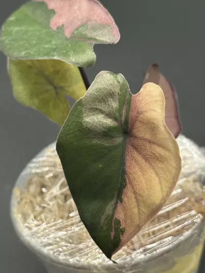 plant/💕Alocasia Pink Serendipity💕-1-thumbnail