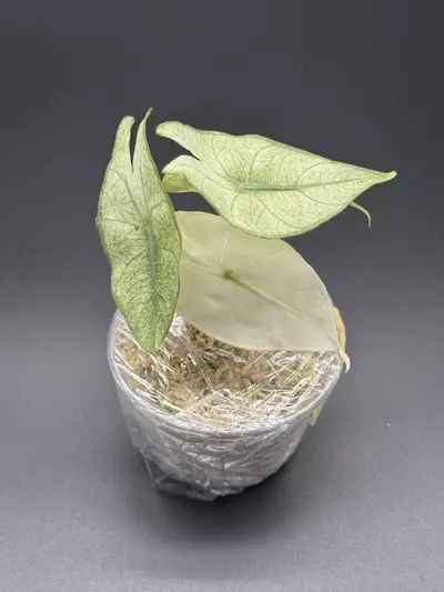 plant/💚Alocasia Pink Dragon Full Mint💚-2-thumbnail