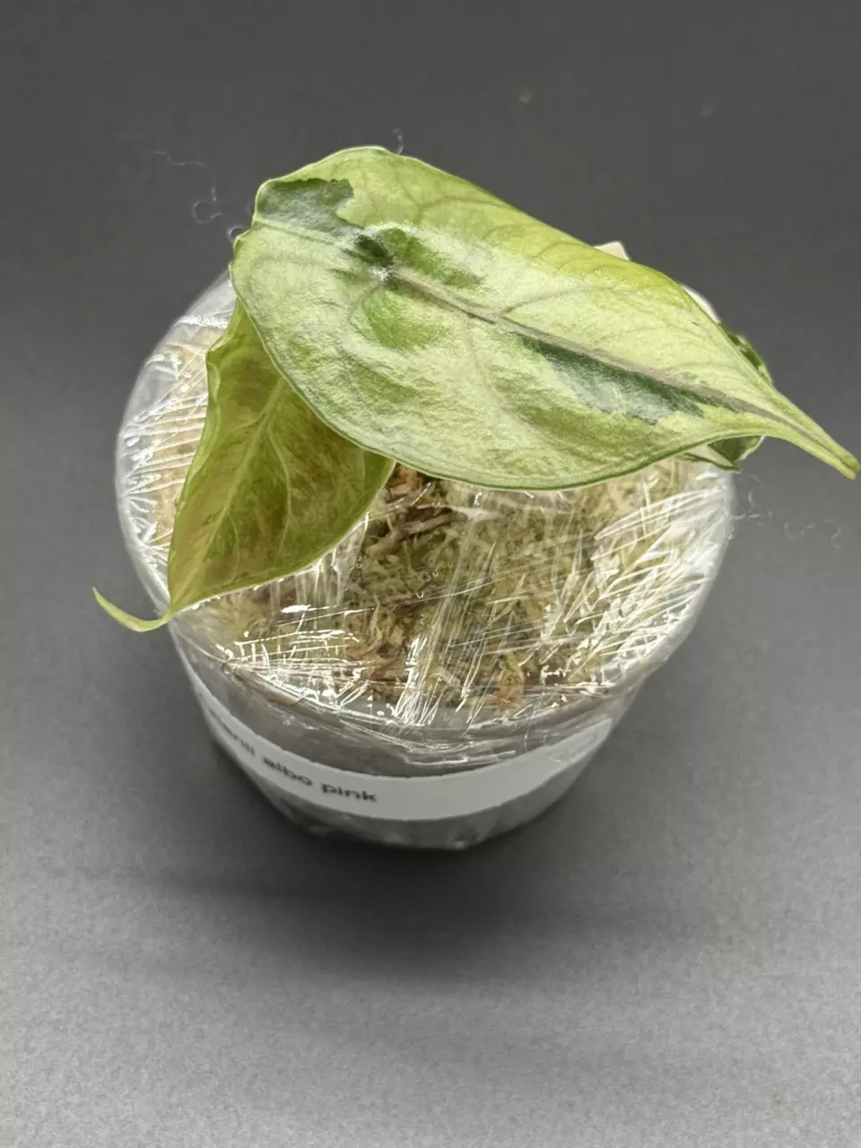 plant/🦄Alocasia Azlanii Pink Albo🦄-1