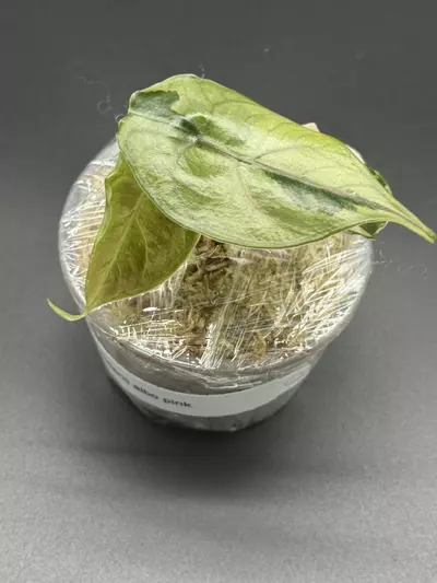 plant/🦄Alocasia Azlanii Pink Albo🦄-1-thumbnail