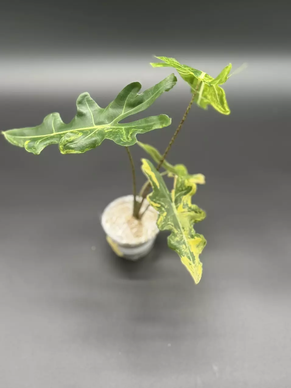 plant/💚Alocasia Portei Aurea💚-0