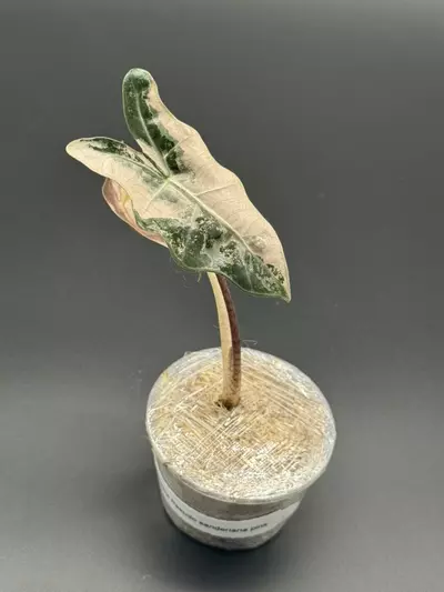 plant/💕Alocasia Pseudosanderiana Pink💕-0-thumbnail