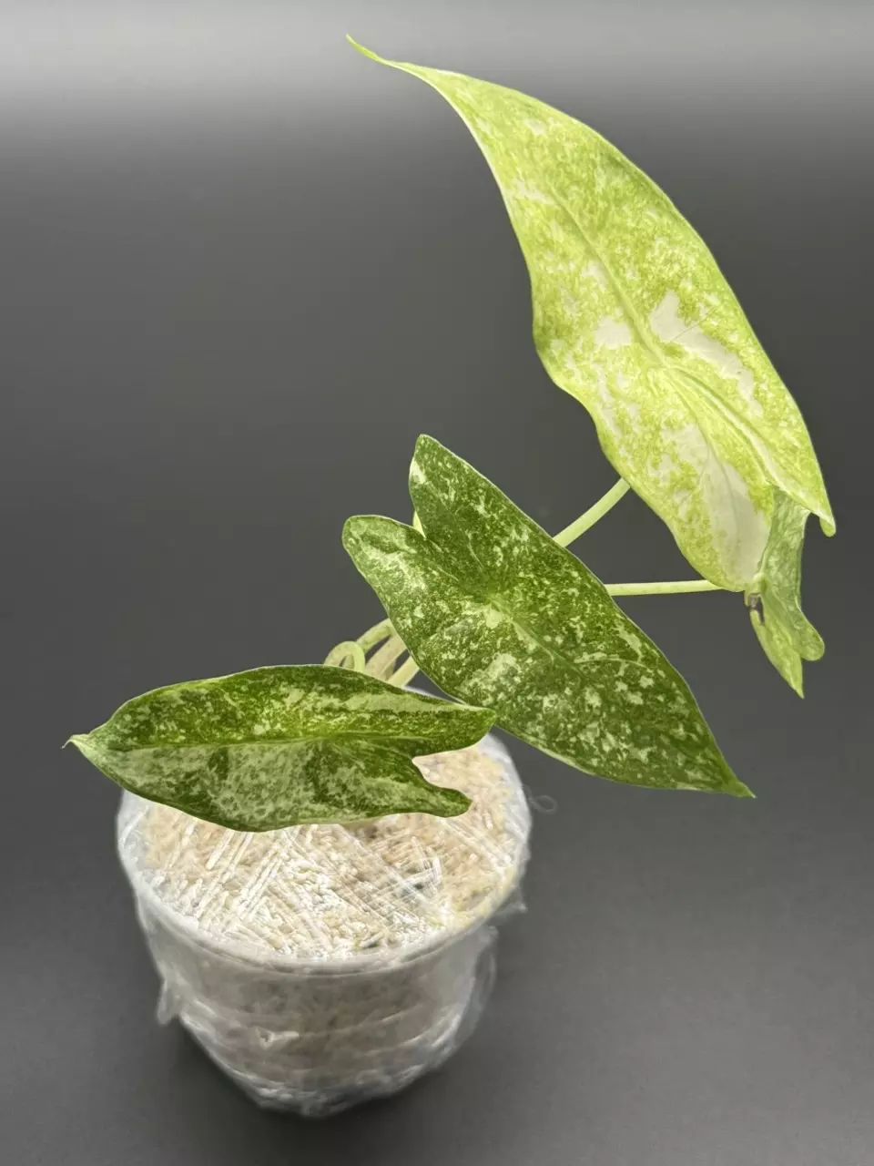 plant/💚Alocasia Longiloba Thai Con💚-0