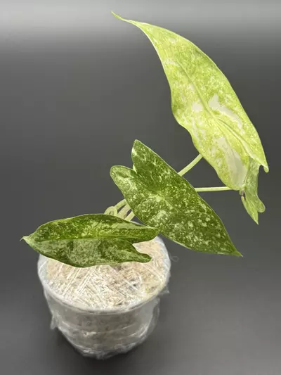 plant/💚Alocasia Longiloba Thai Con💚-0-thumbnail