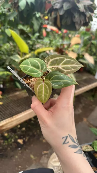 plant/PS-1312 Anthurium 'Jean-Claude Van Damme' 'TDW’/dorayaki-0-thumbnail