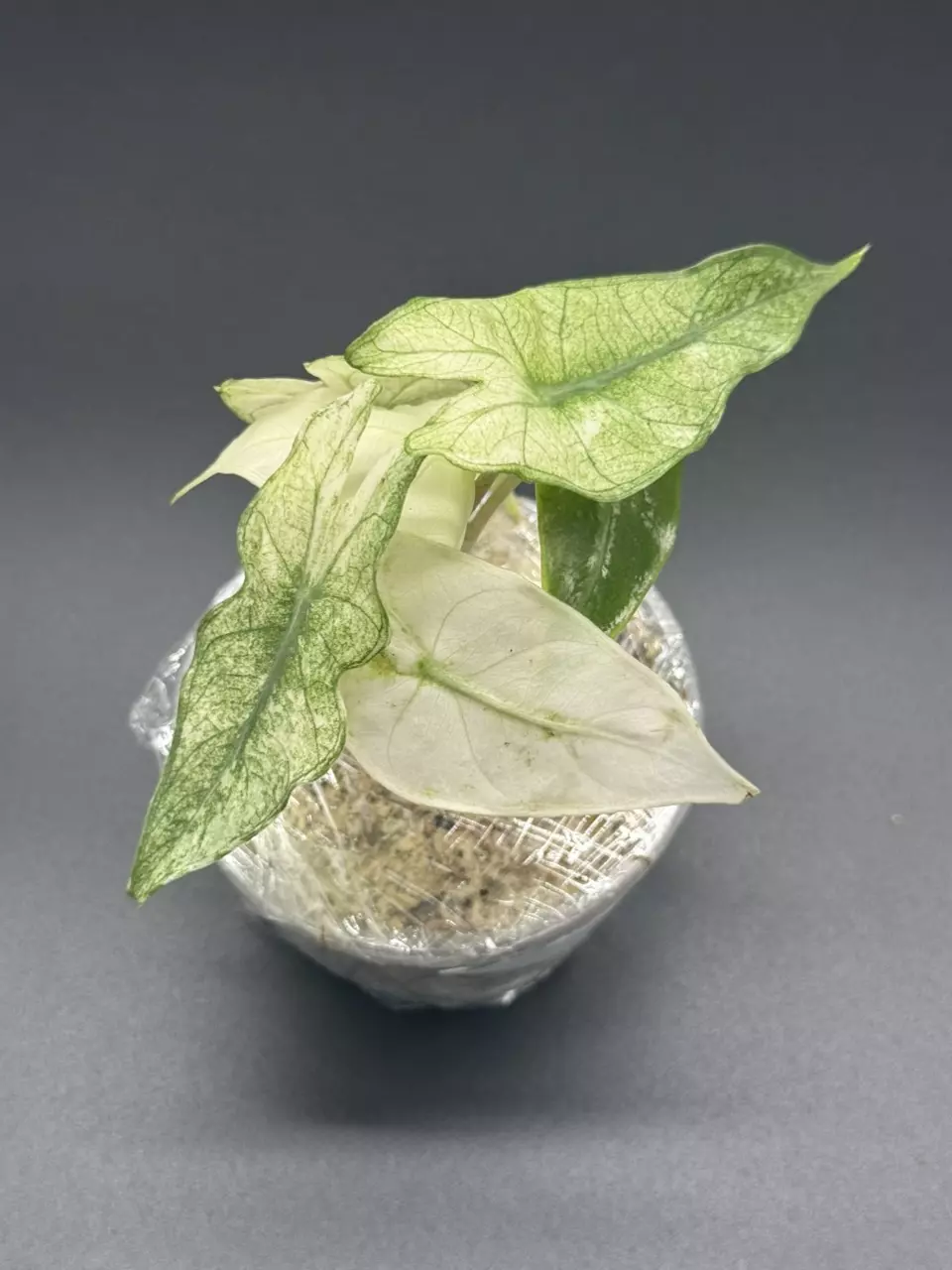 plant/💚Alocasia Pink Dragon Full Mint💚-1