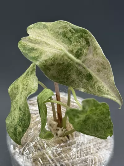 plant/🦄Alocasia Black Satun Stardust🦄-1-thumbnail