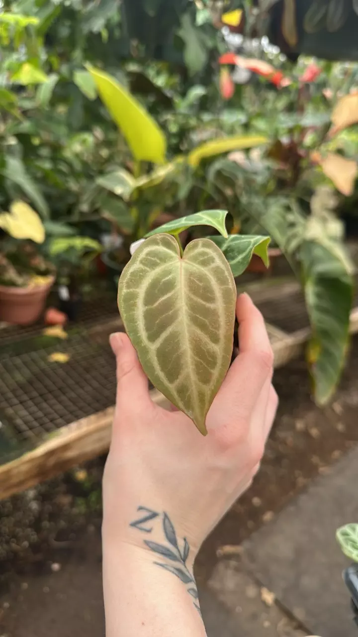 plant/PS-1313 Anthurium 'Blue Velvet' x dorayaki-0