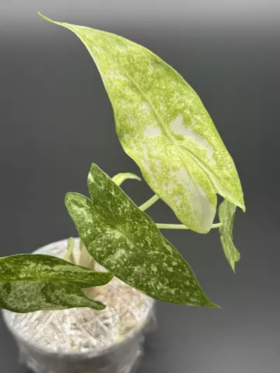 plant/💚Alocasia Longiloba Thai Con💚-2-thumbnail