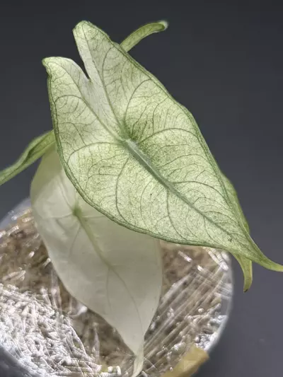 plant/💚Alocasia Pink Dragon Full Mint💚-0-thumbnail