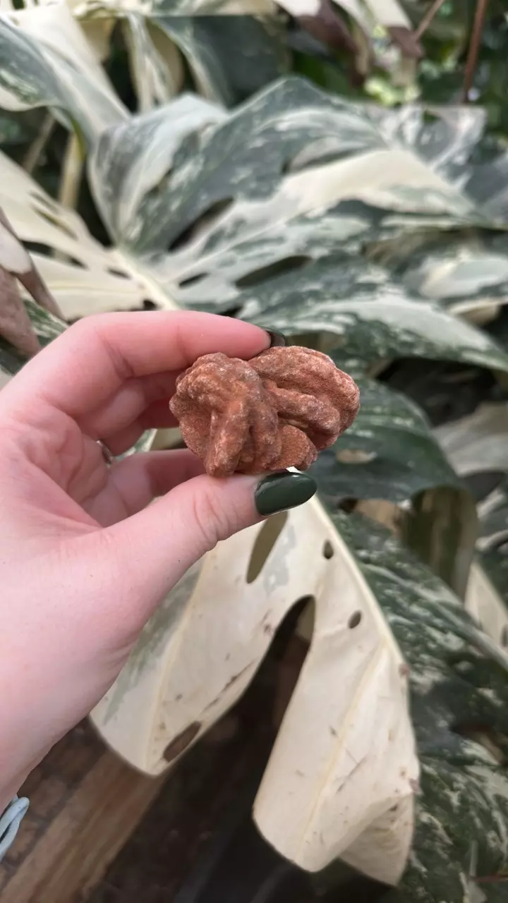 plant/PSS-0113 Oklahoma Barite Rose-0