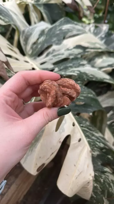 plant/PSS-0113 Oklahoma Barite Rose-0-thumbnail