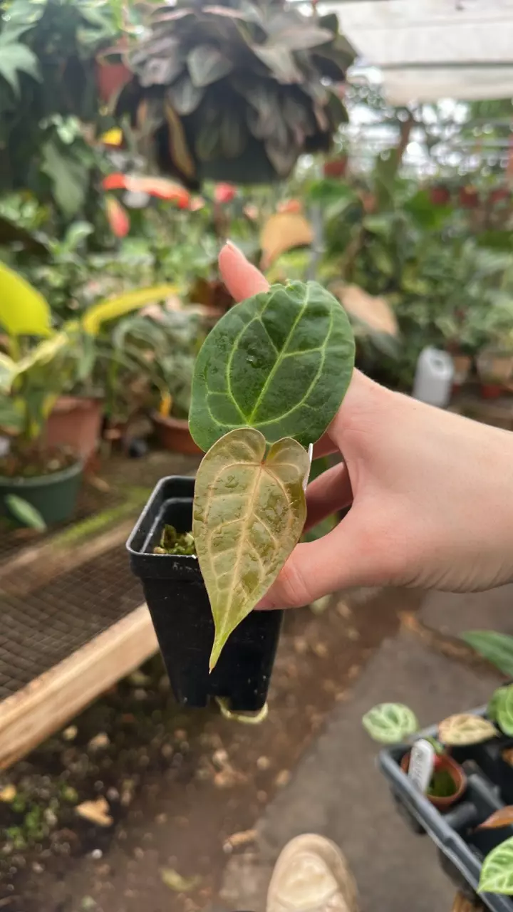 plant/PS-1310 Anthurium 'Big Bertha' x 'Chuck Norris'-0