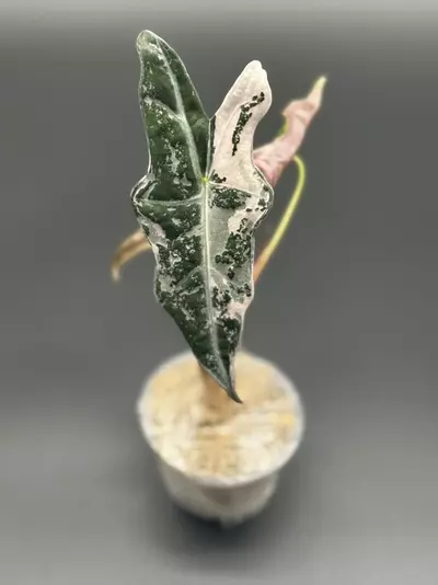 plant/💕Alocasia Nobilis Pink K 💕-0-thumbnail
