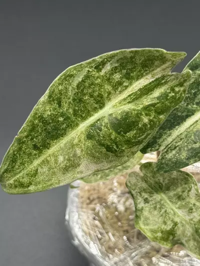 plant/🦄Alocasia Black Satun Stardust🦄-1-thumbnail