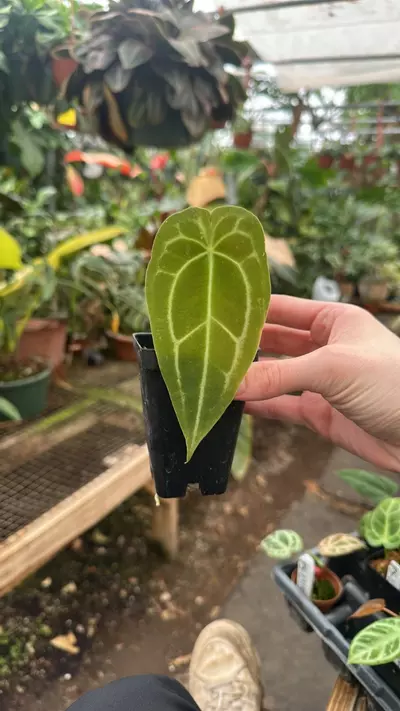 plant/PS-1309 Anthurium 'Big Bertha' x 'Chuck Norris'-0-thumbnail