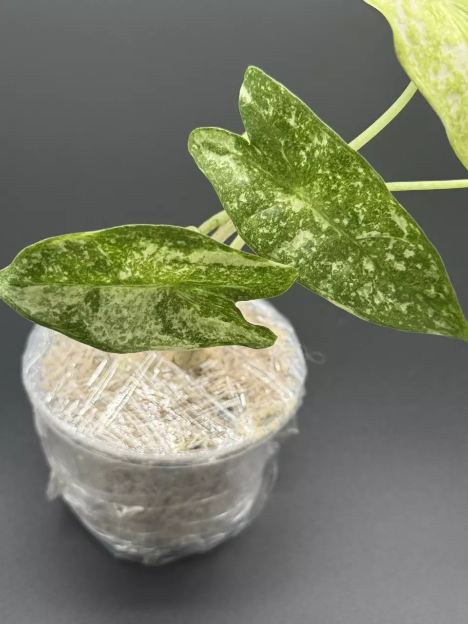 plant/💚Alocasia Longiloba Thai Con💚-1