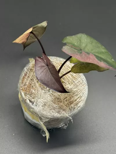 plant/💕Alocasia Pink Serendipity💕-3-thumbnail