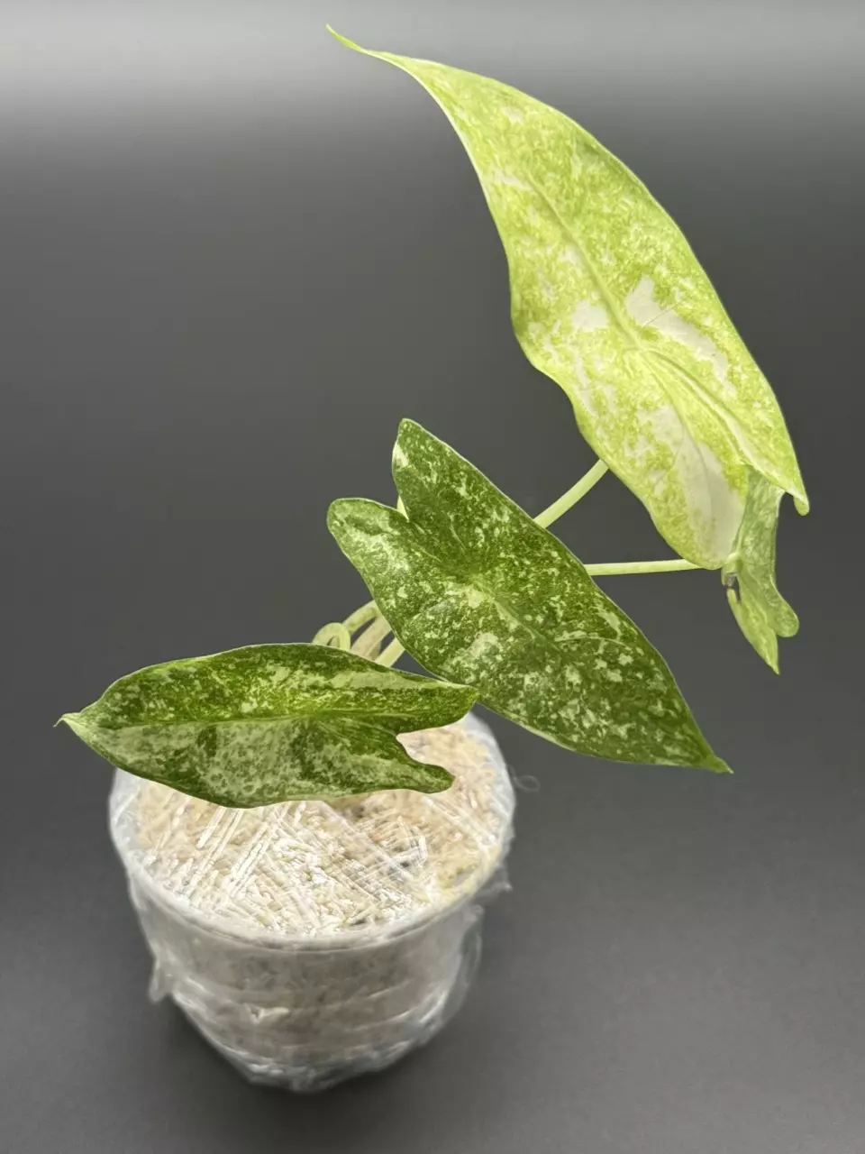 plant/💚Alocasia Longiloba Thai Con💚-3