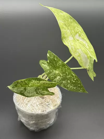 plant/💚Alocasia Longiloba Thai Con💚-3-thumbnail