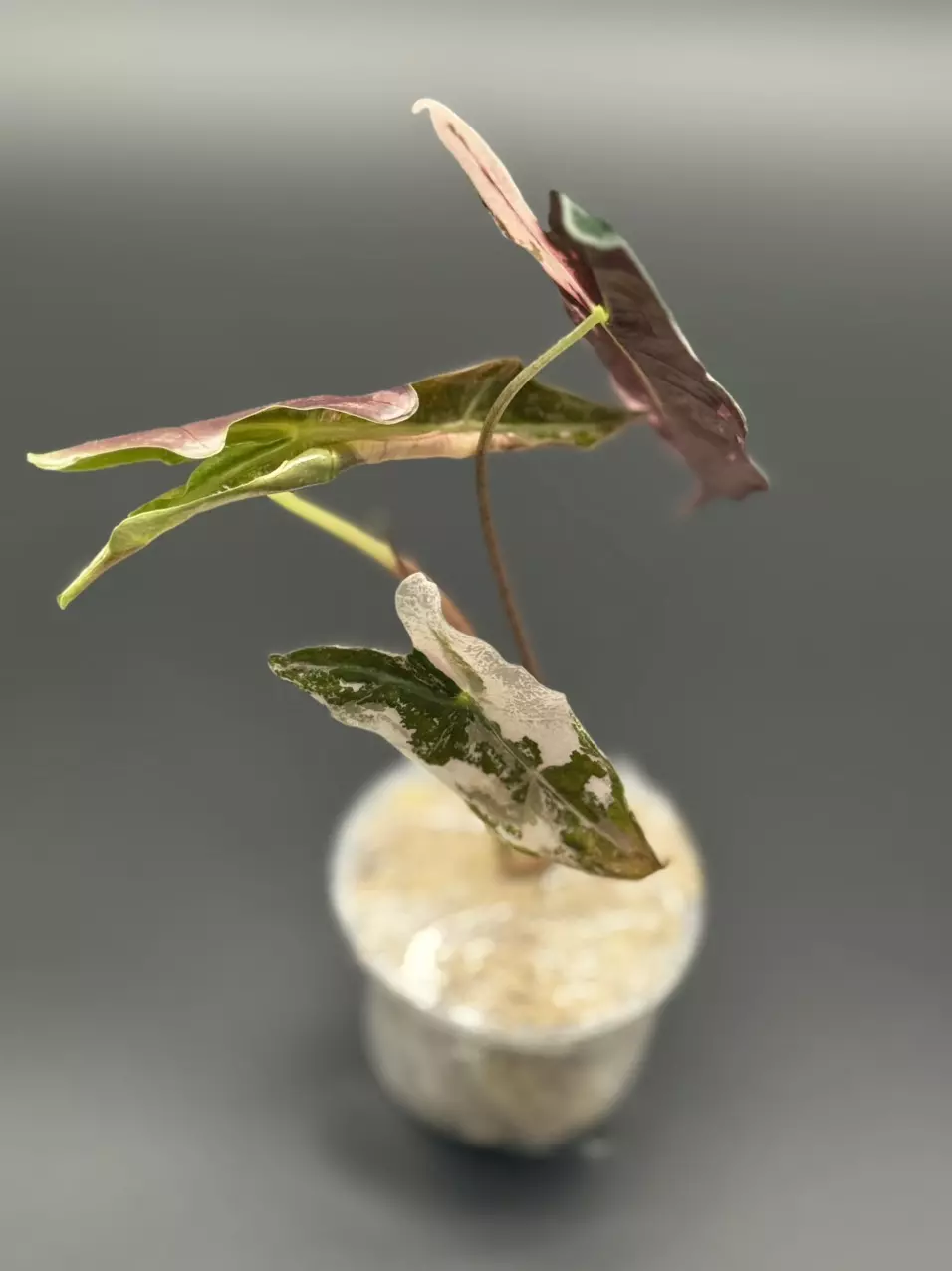 plant/💕Alocasia Nobilis Pink K 💕-1