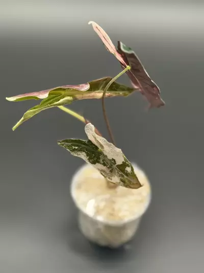 plant/💕Alocasia Nobilis Pink K 💕-1-thumbnail
