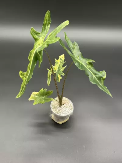 plant/💚Alocasia Portei Aurea💚-2-thumbnail