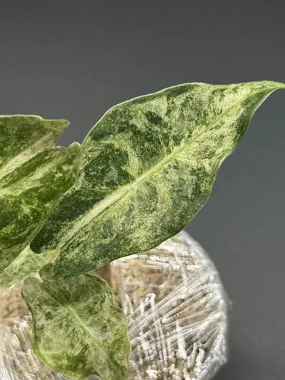 plant/🦄Alocasia Black Satun Stardust🦄-2-thumbnail