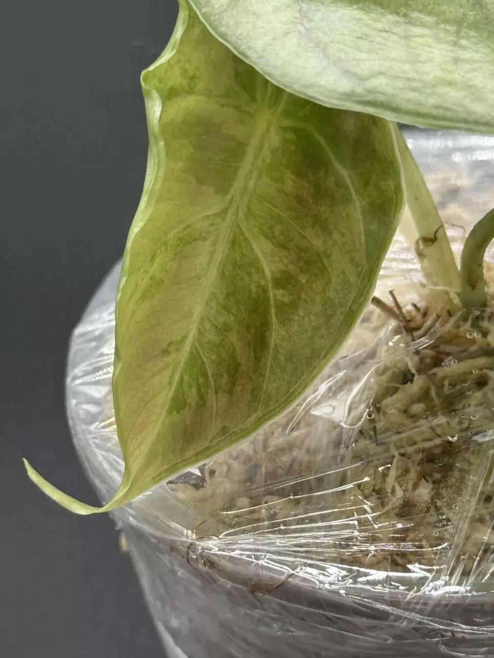 plant/🦄Alocasia Azlanii Pink Albo🦄-3