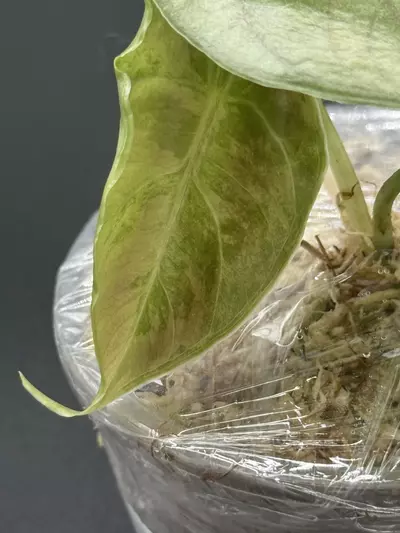 plant/🦄Alocasia Azlanii Pink Albo🦄-3-thumbnail