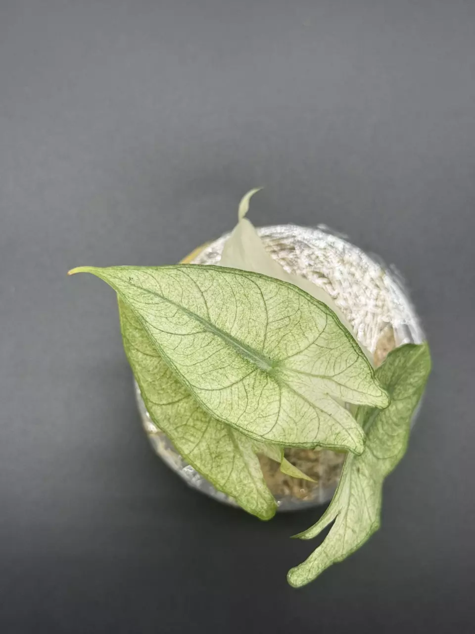 plant/💚Alocasia Pink Dragon Full Mint💚-1