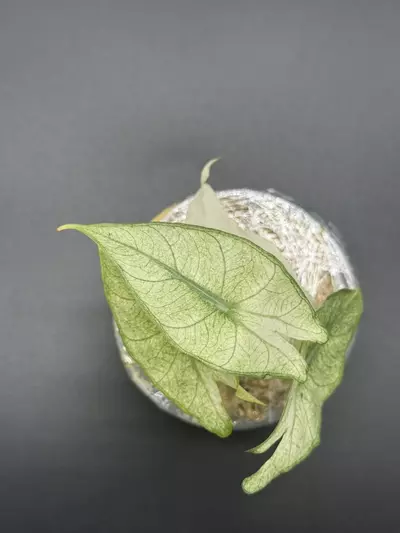 plant/💚Alocasia Pink Dragon Full Mint💚-1-thumbnail