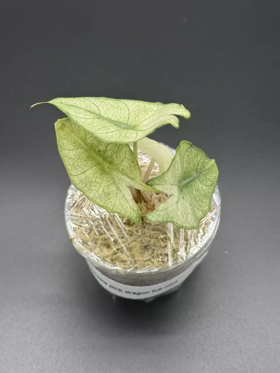 plant/💚Alocasia Pink Dragon Full Mint💚-3