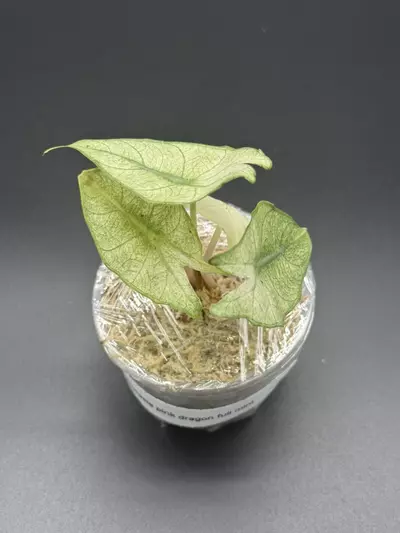 plant/💚Alocasia Pink Dragon Full Mint💚-3-thumbnail