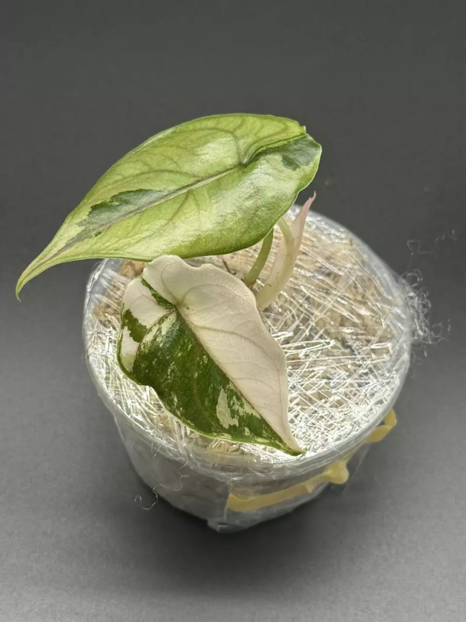 plant/🦄Alocasia Azlanii Pink Albo🦄-0