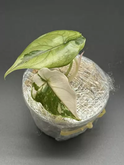 plant/🦄Alocasia Azlanii Pink Albo🦄-0-thumbnail