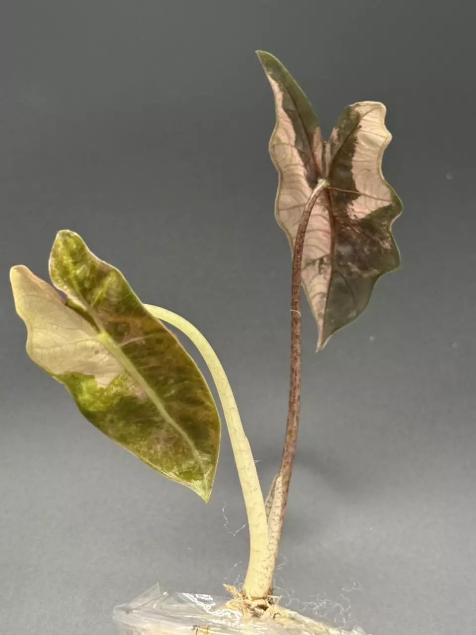 plant/💕Alocasia Pseudosanderiana Pink💕-1