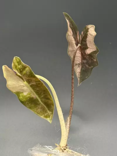 plant/💕Alocasia Pseudosanderiana Pink💕-1-thumbnail