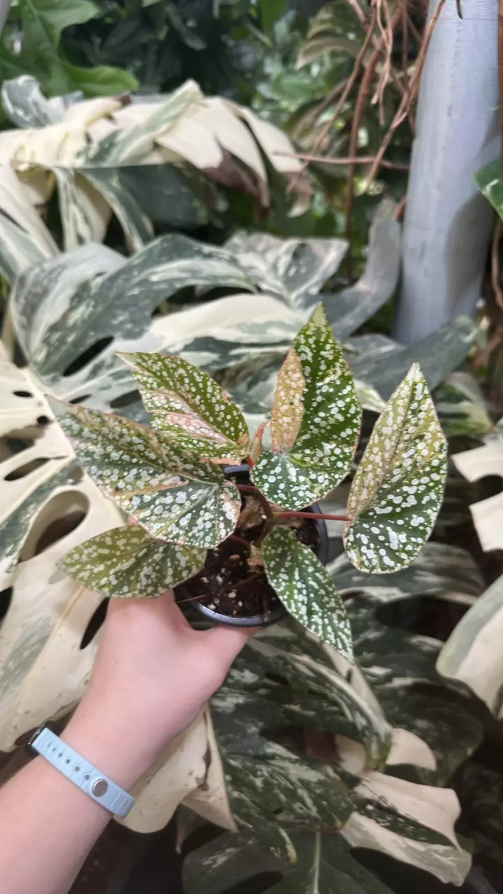 plant/PS-1296 Begonia 'Snow Capped' (Variegated)-0