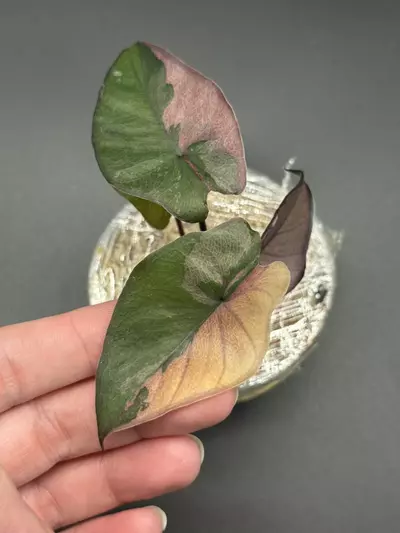 plant/💕Alocasia Pink Serendipity💕-0-thumbnail