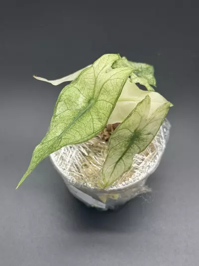 plant/💚Alocasia Pink Dragon Full Mint💚-2-thumbnail