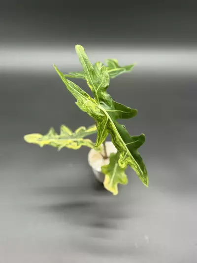 plant/💚Alocasia Portei Aurea💚-1-thumbnail