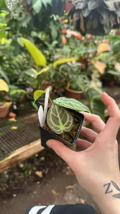 plant/PS-1314 Anthurium 'Blue Velvet' x dorayaki-0-thumbnail