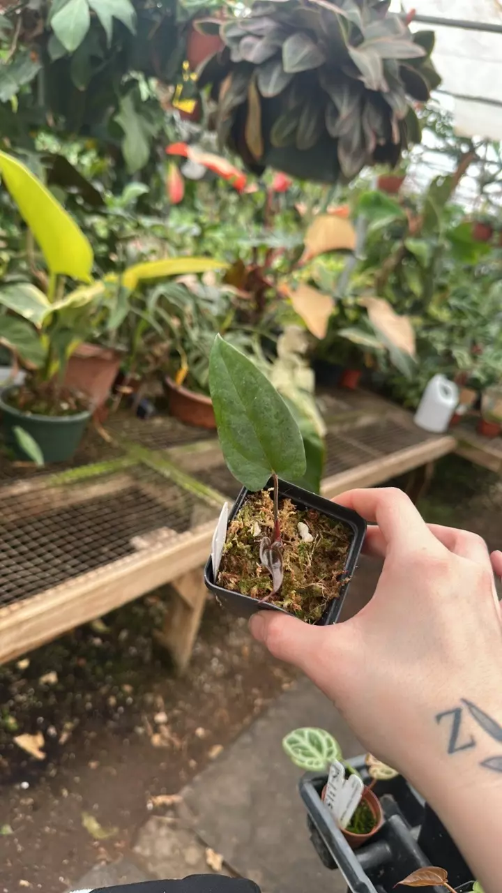 plant/PS-1316 Anthurium 'Amelia's Delight x 'Prince of Darkness'-0