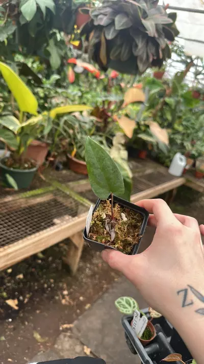 plant/PS-1316 Anthurium 'Amelia's Delight x 'Prince of Darkness'-0-thumbnail