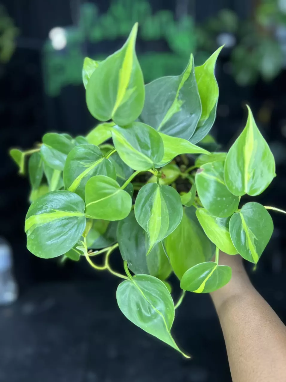 plant/1665 Philodendron Brasil-0