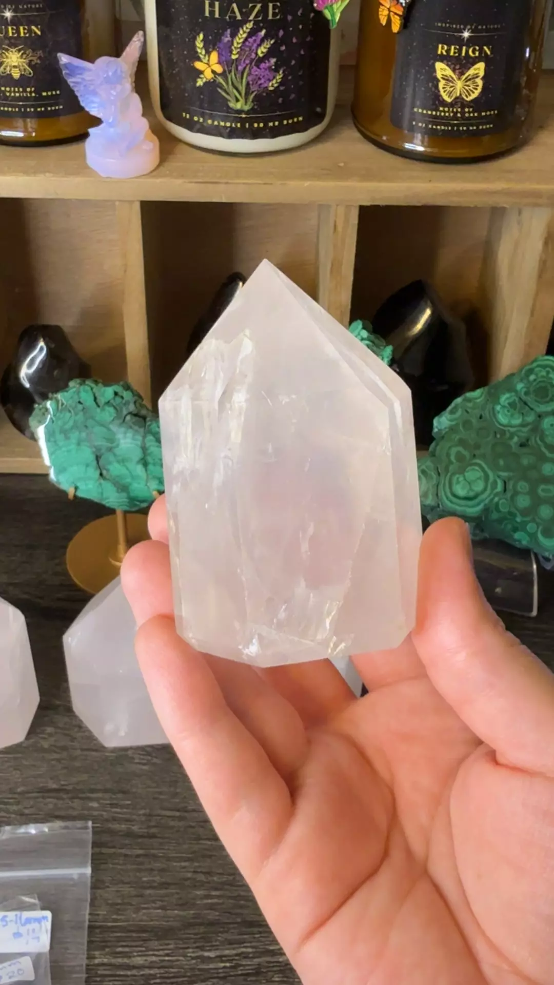 plant/$50 | Rosie Girasol 50D-0